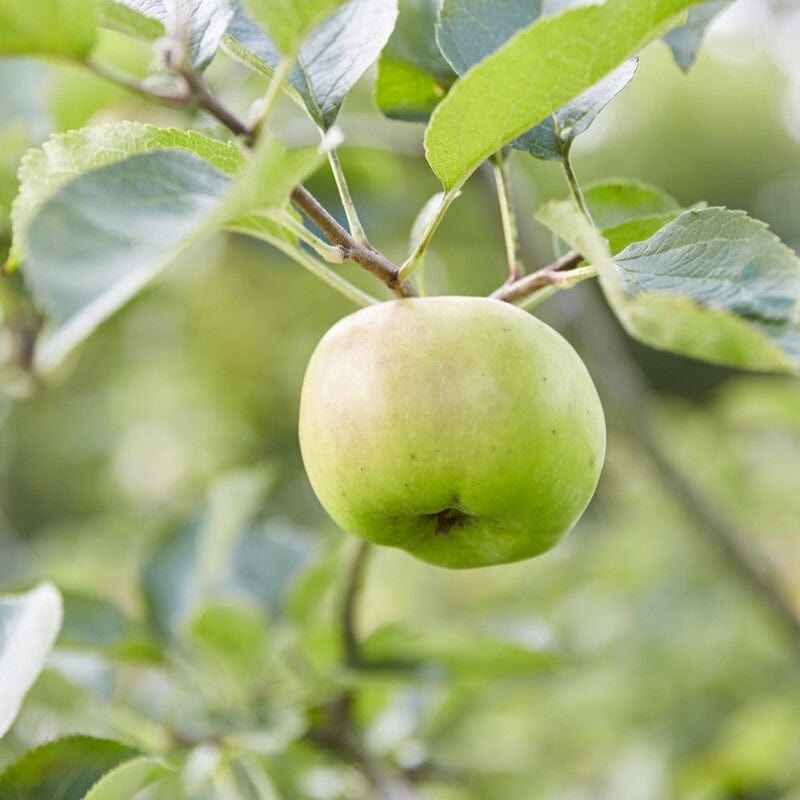 ‘Bramley’s Seedling’ Apple Tree 2 Year Old Tree in a 9L Pot