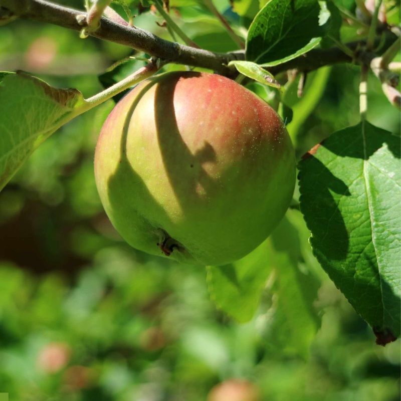 ‘Bramley’s Seedling Clone 20’ Apple Tree