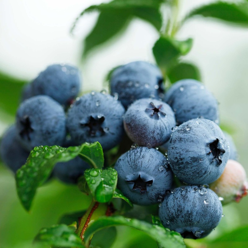 ‘Brigitta’ Blueberry Bush