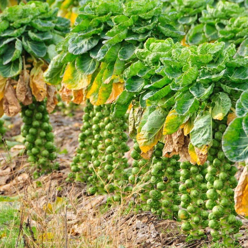 ‘Brilliant F1’ Brussels Sprout Plants