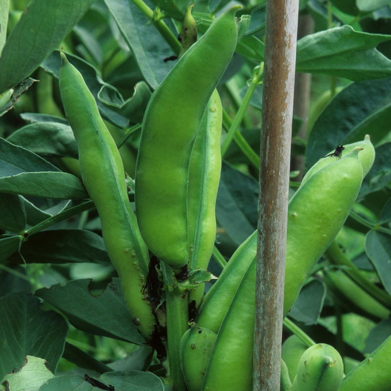‘Bunyard’s Exhibition’ Broad Bean Plants