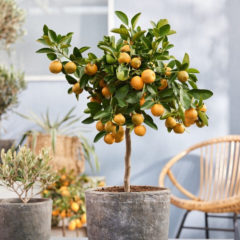 Calamondin Orange Tree | Citrus calamondin