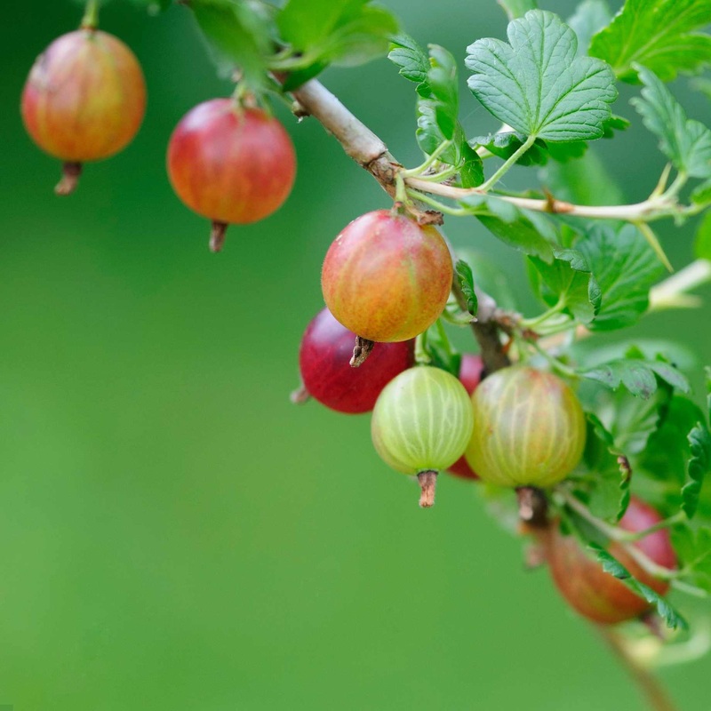 ‘Captivator’ Gooseberry Bush