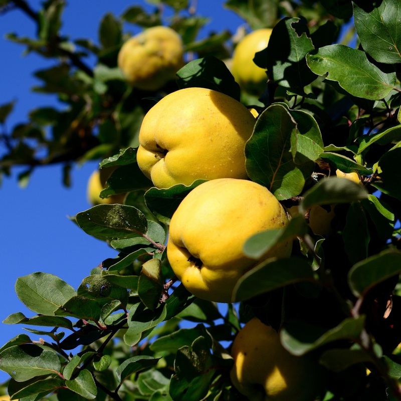 ‘Champion’ Quince Tree 2 Year Old Tree in a 9L Pot