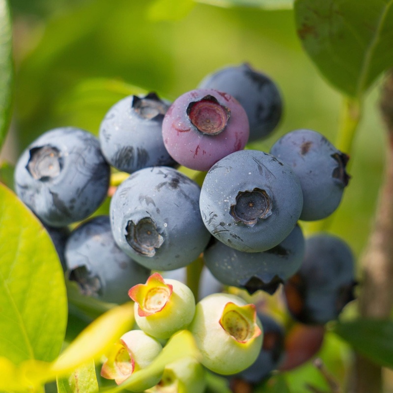 ‘Chandler’ Blueberry Bush