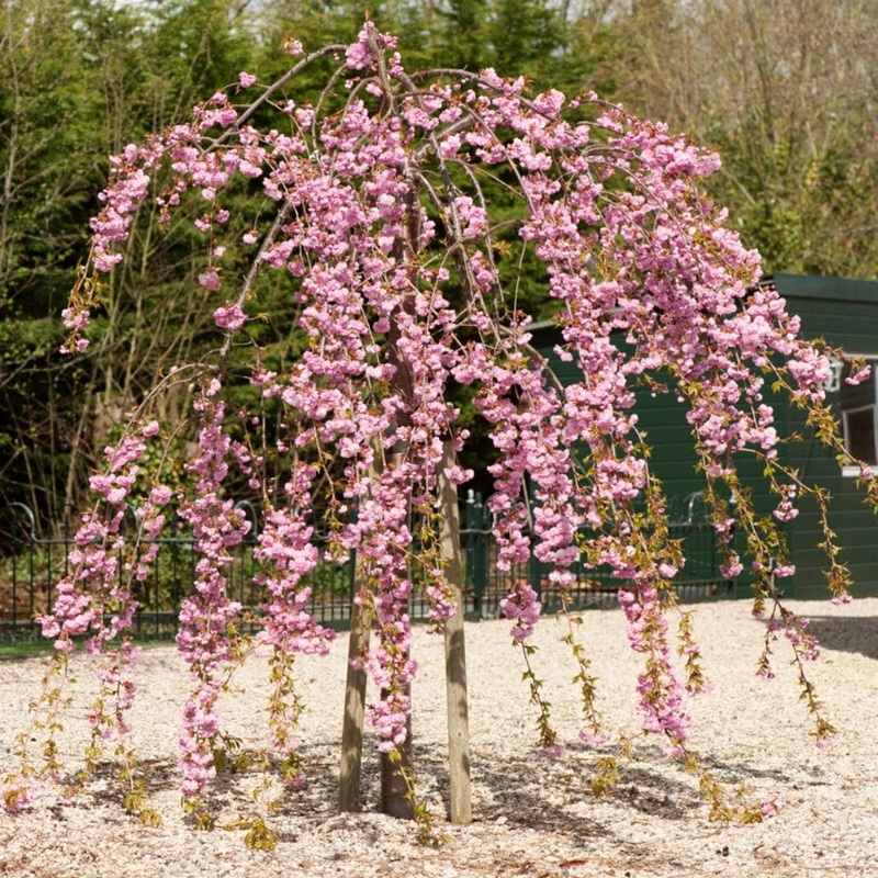 Cheal’s Weeping Cherry Blossom Tree | Prunus ‘Kiku-shidare-zakura’ 2 Year Old Tree in a 9L Pot
