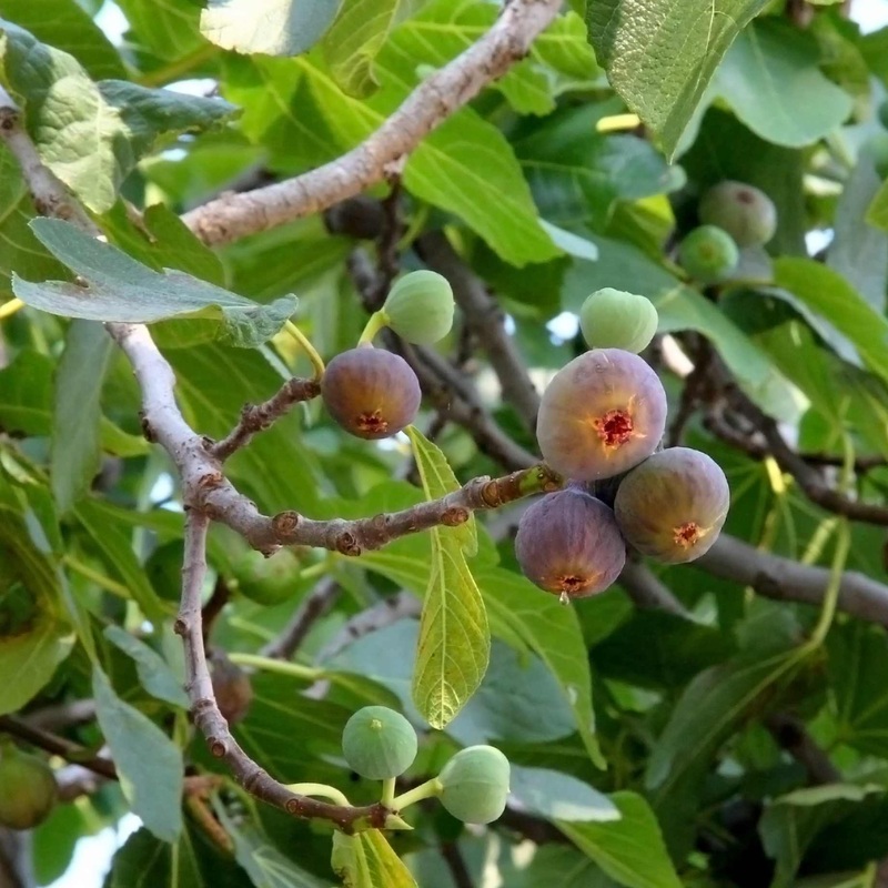 ‘Chelsea’ Fig Tree