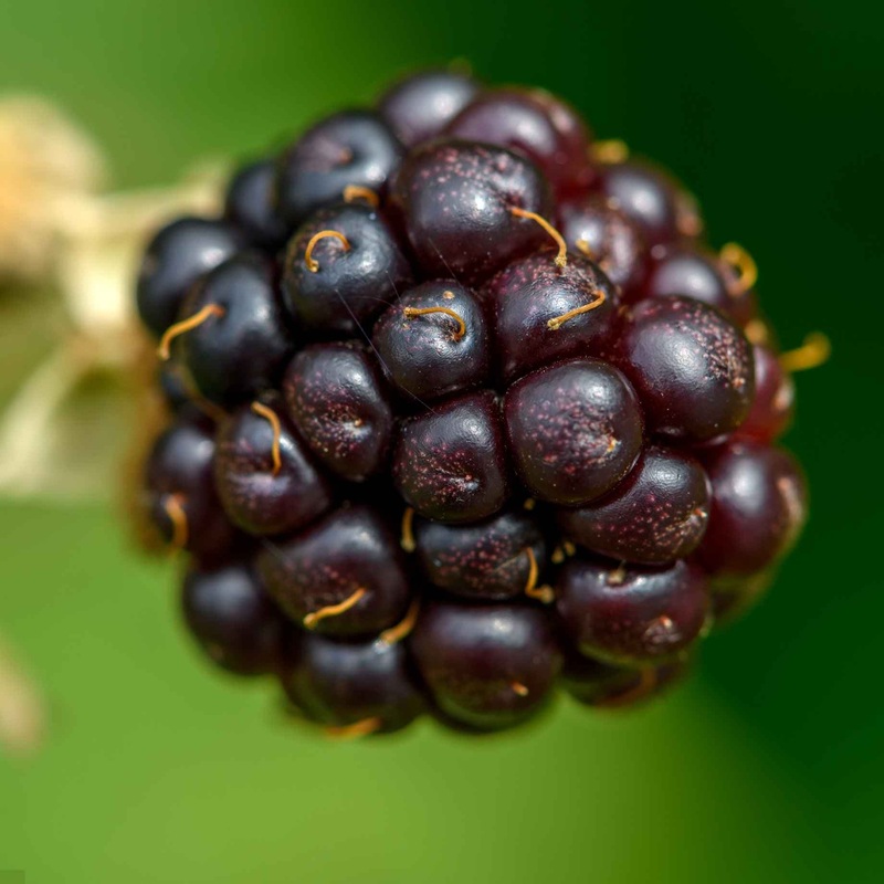 ‘Columbia Star’ Blackberry Plant