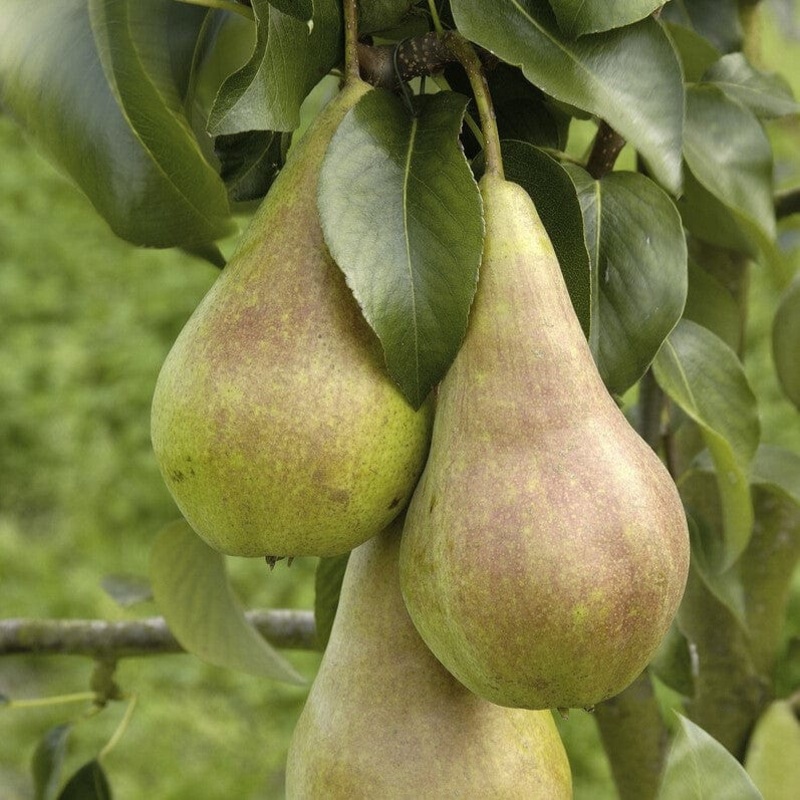 ‘Concorde’ Pear Tree Patio Tree in a 4.5L Pot