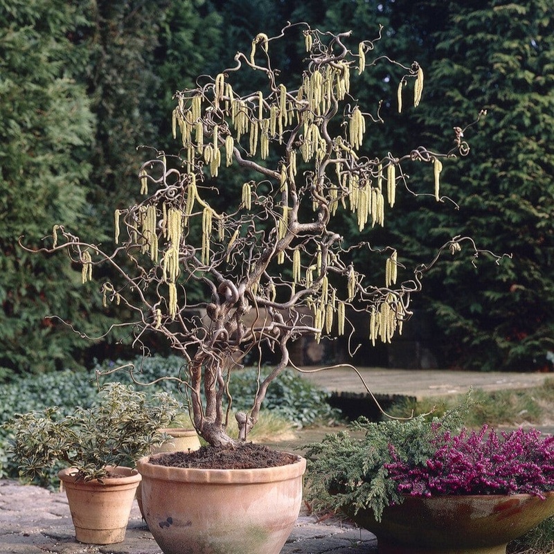 Corkscrew Hazel | Corylus avellana ‘Contorta’ Plant in a 3L pot