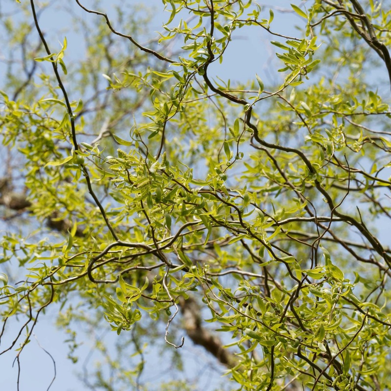 Corkscrew Willow Tree | Salix matsudana ‘Tortuosa’ 2 Year Old Tree in a 9L Pot