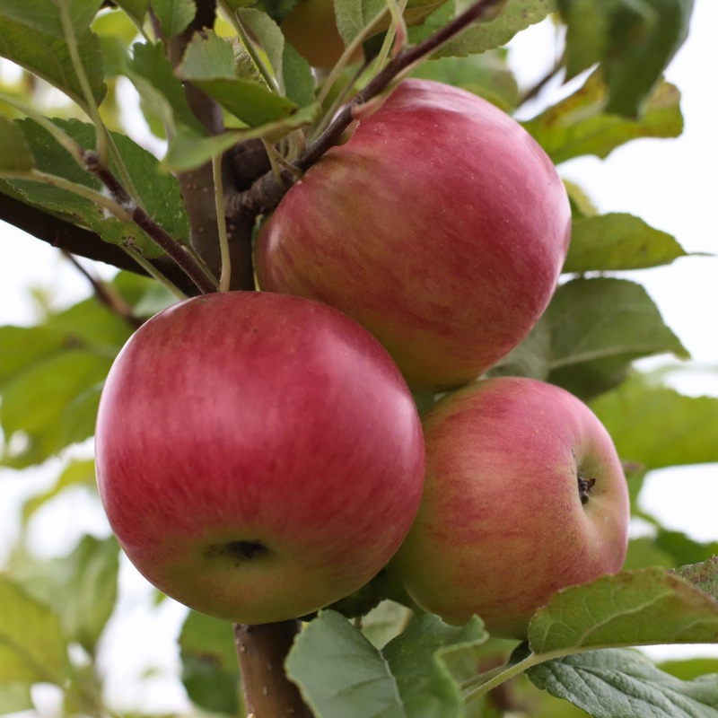 ‘Cox’s Orange Pippin’ Apple Tree 2 Year Old Tree in a 9L Pot