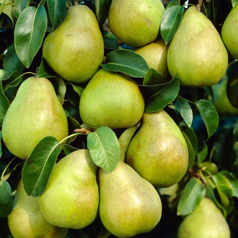 ‘Doyenn Du Comice’ Pear Tree 2 Year Old Tree in a 9L Pot