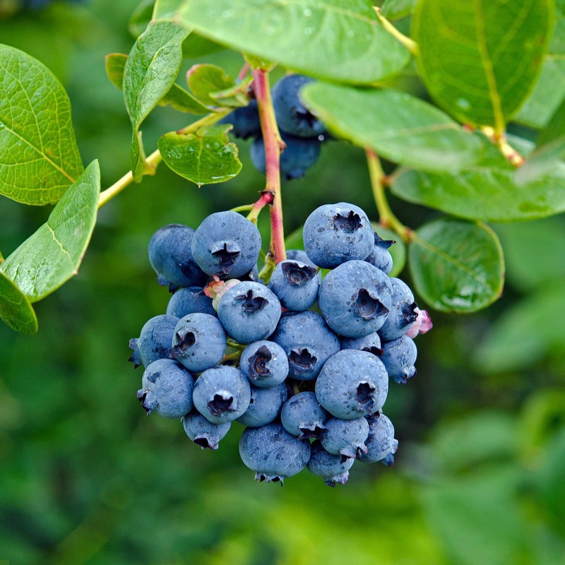 ‘Draper’ Blueberry Bush
