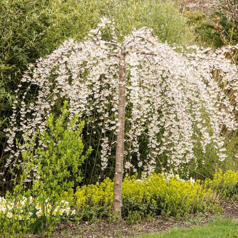 Dwarf Weeping Yoshino Cherry | Prunus yedoensis ‘Ivensii’ 2 Year Old Tree in a 9L Pot