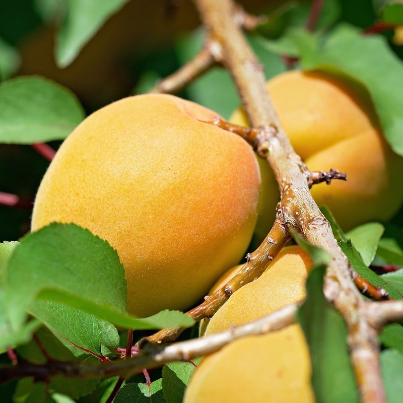 ‘Early Moorpark’ Apricot Tree 1 Year Old Tree in a 9L Pot