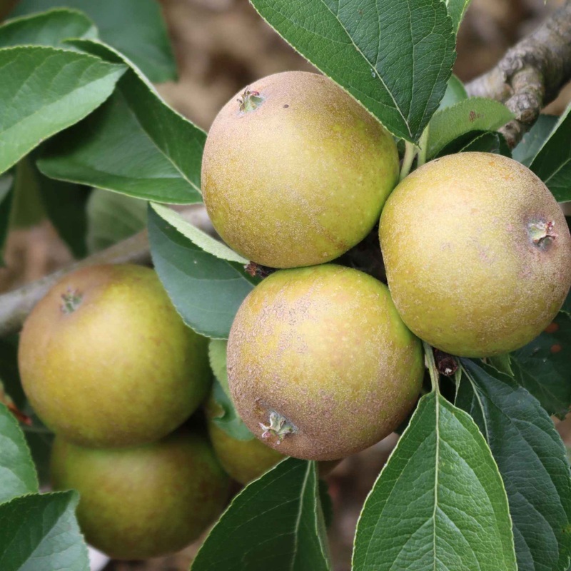 ‘Egremont Russet’ Apple Tree 2 Year Old Tree in a 9L Pot