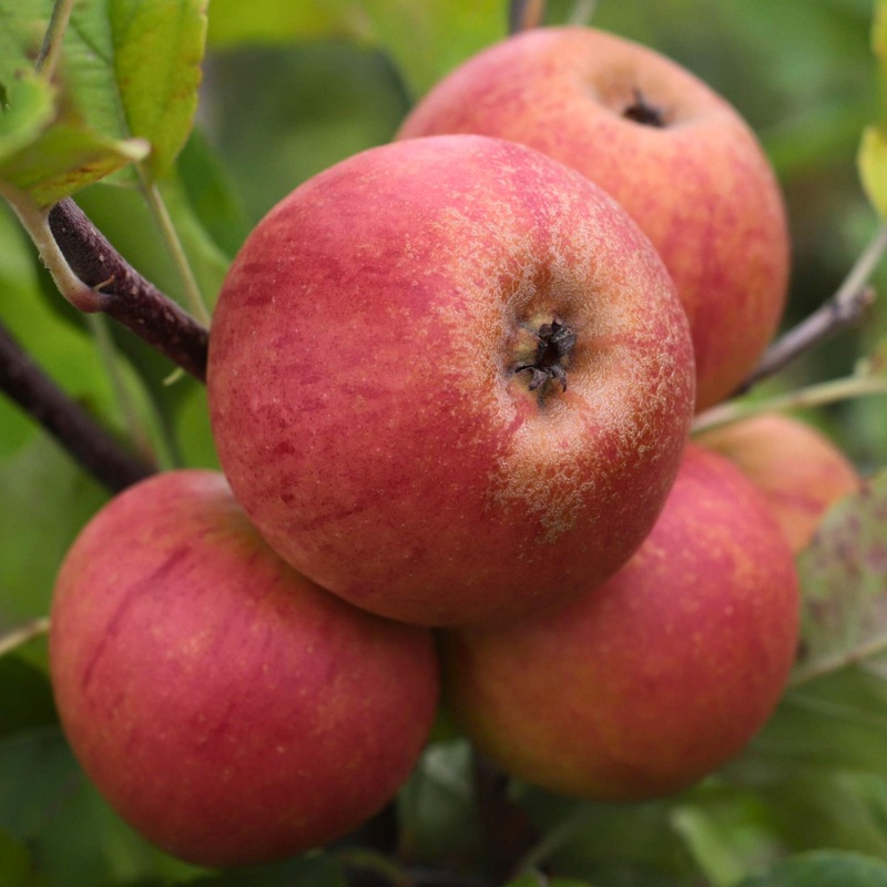 ‘Elstar’ Apple Tree 2 Year Old Dwarfing Tree in a 9L Pot