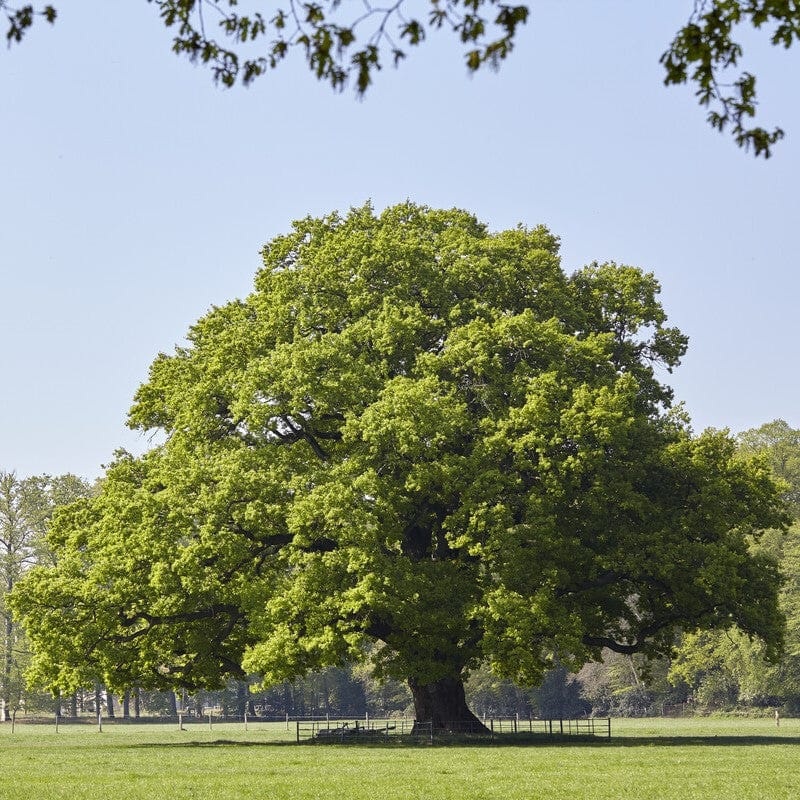English Oak Tree | Quercus robur Plant in a 3L Pot