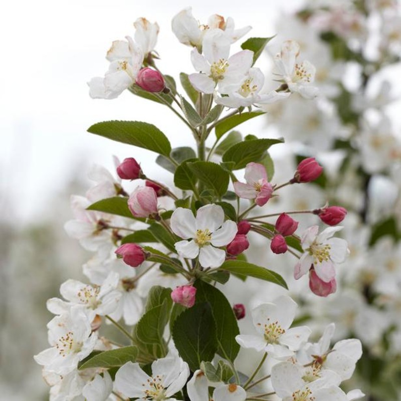 ‘Evereste’ Crabapple Tree 2 Year Old Tree in a 9L Pot