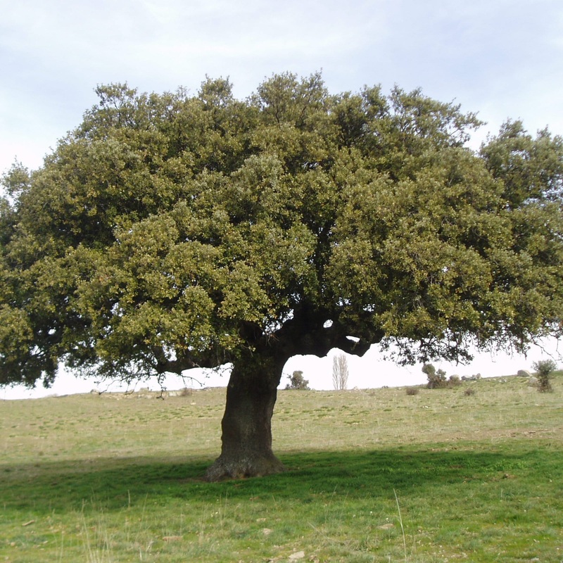 Evergreen Oak Tree | Quercus ilex Tree in a 3L Pot