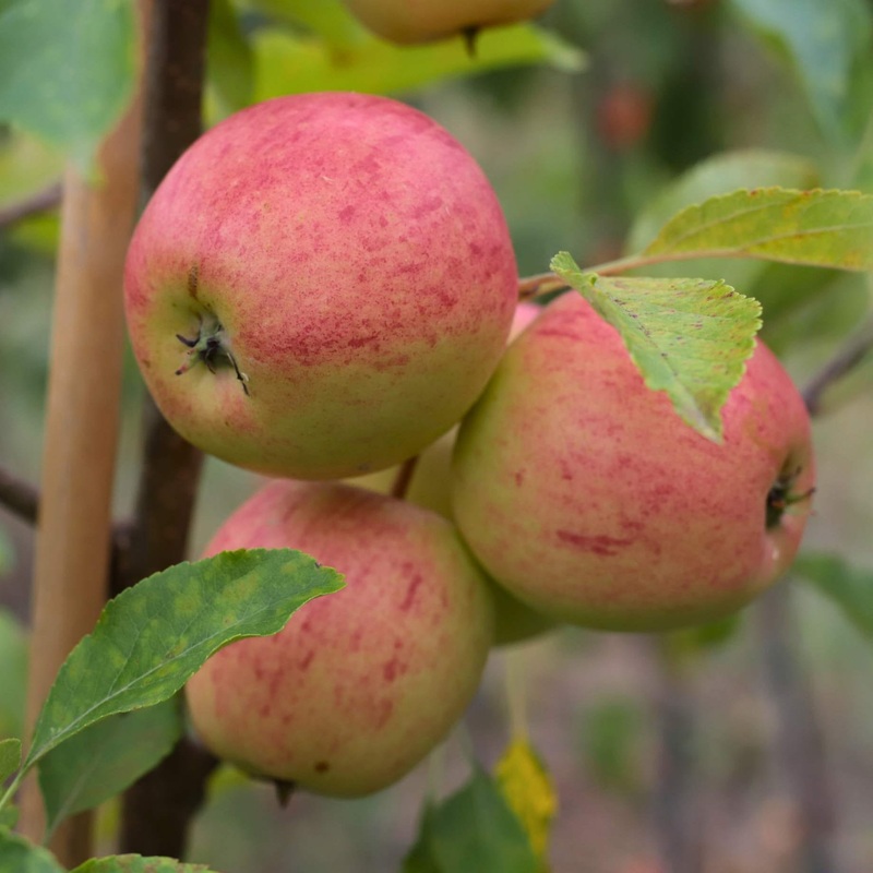 ‘Falstaff’ Apple Tree 2 Year Old Tree in a 9L Pot