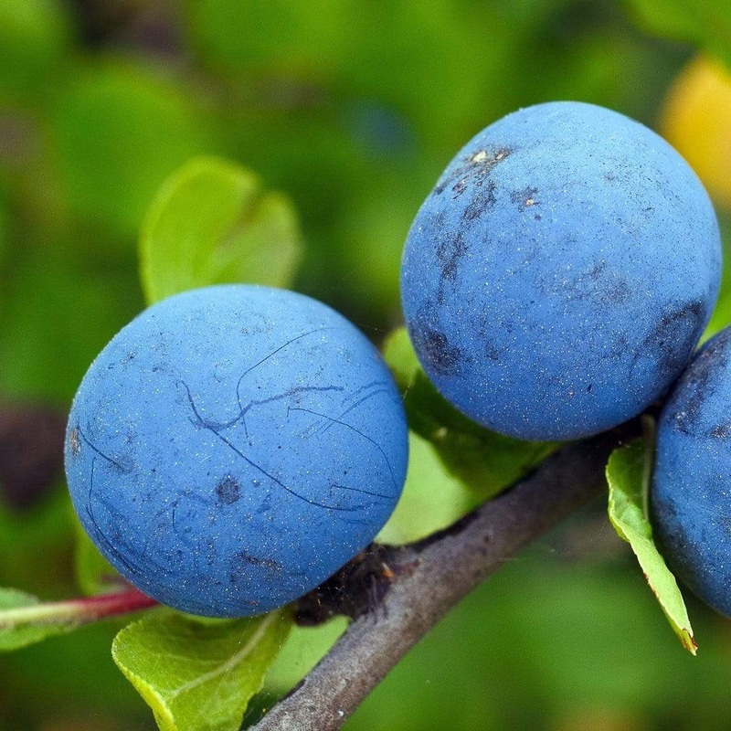 ‘Farleigh’ Damson Tree 2 Year Old Tree in a 9L Pot