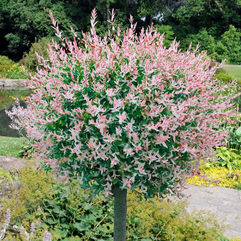 Flamingo Willow Tree | Salix integra ‘Hakuro-Nishiki’ Tree with a 60cm Stem in a 3L Pot
