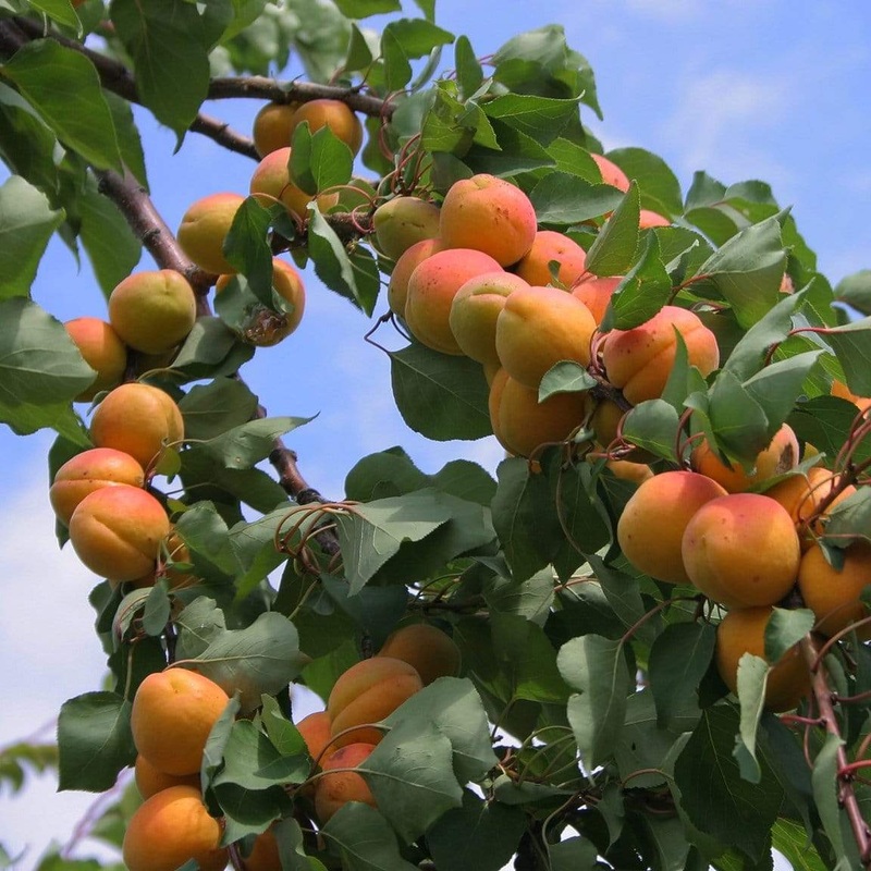 ‘Flavorcot’ Apricot Tree 1 Year Old Tree in a 9L Pot