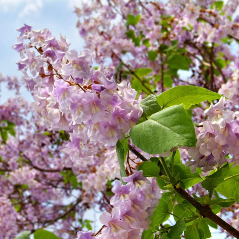Foxglove Tree | Paulownia tomentosa Multistem Bush in a 9L Pot