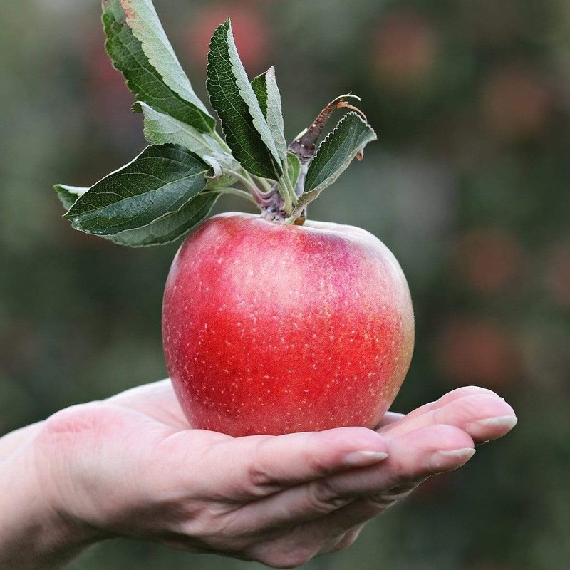 ‘Gala’ Apple Tree 2 Year Old Tree in a 9L Pot
