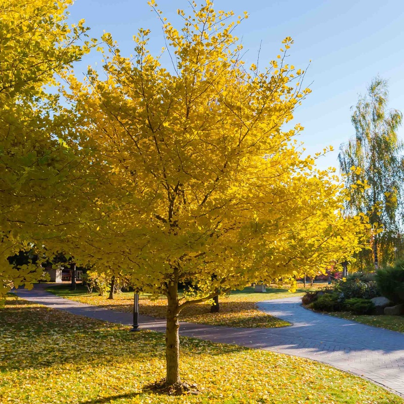 Ginkgo Biloba | Maidenhair Tree Tree in a 3L pot