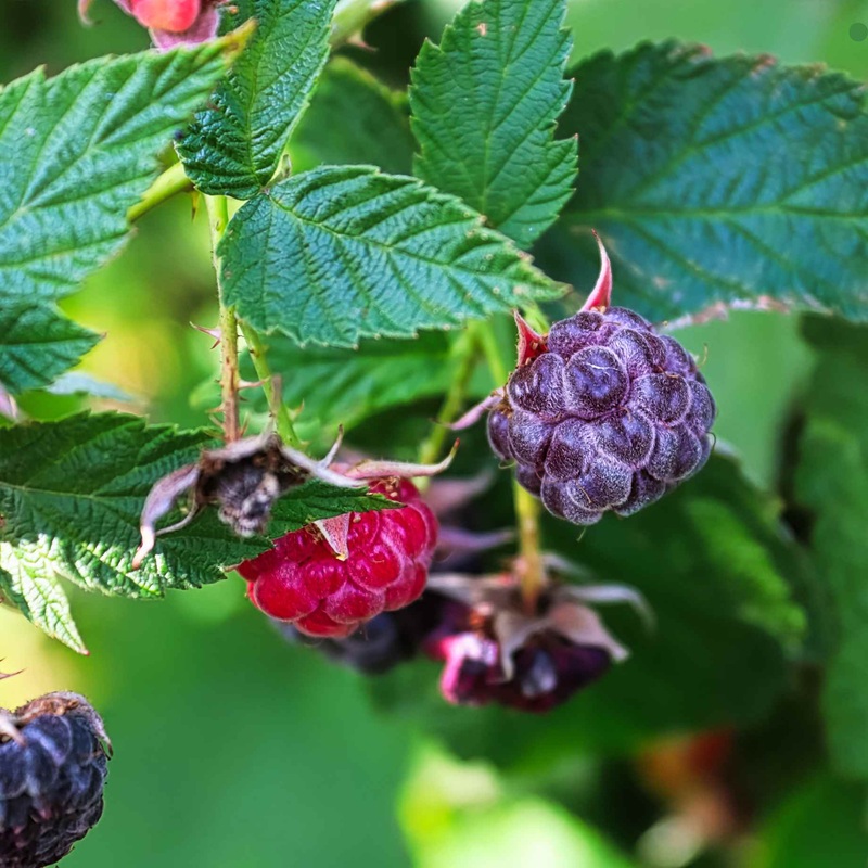 ‘Glencoe’ Purple Raspberry Plants