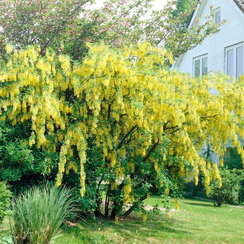 Golden Chain Tree | Laburnum watereri ‘Vossii’ Tree in a 3L Pot