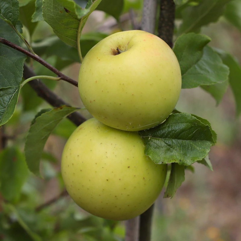 ‘Golden Delicious’ Apple Tree 2 Year Old Tree in a 9L Pot