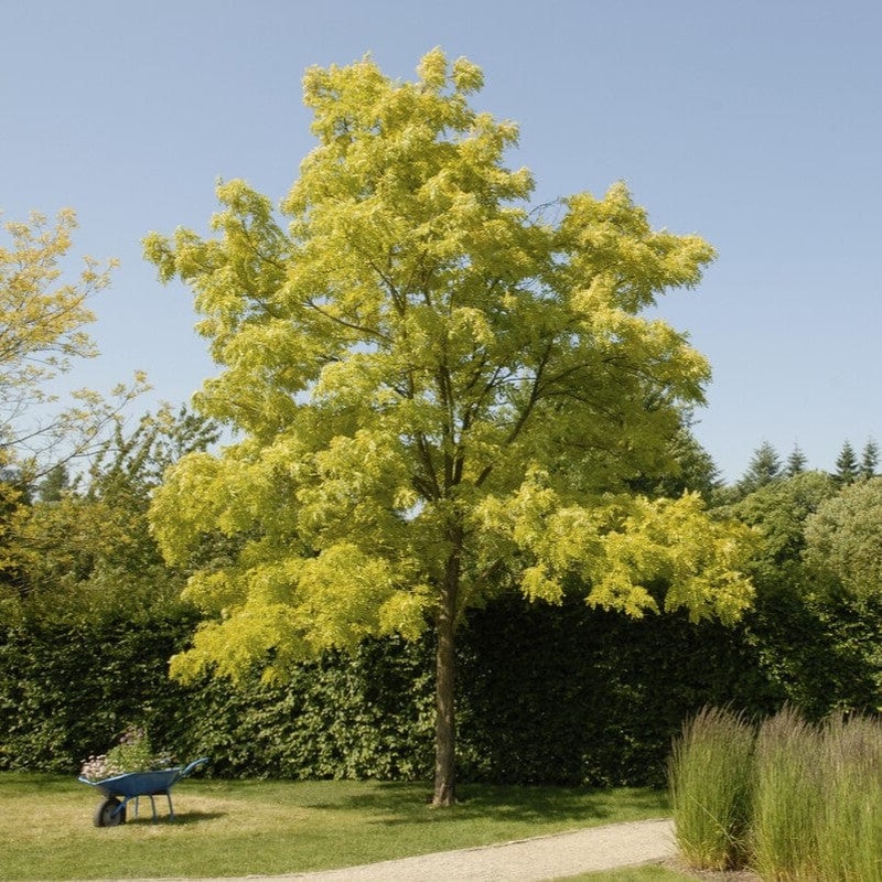 Golden False Acacia | Robinia pseudoacacia ‘Frisia’ 2 Year Old Tree in a 9L Pot