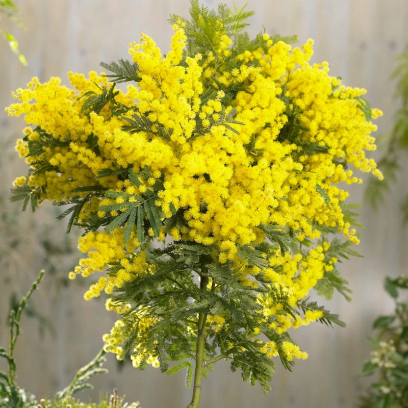 Golden Mimosa Tree | Acacia dealbata 2 Year Old Tree in a 9L Pot