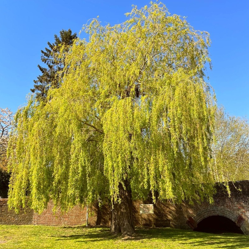 Golden Weeping Willow Tree | Salix ‘Chrysocoma’ Tree in a 3L Pot