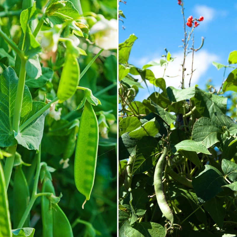 Gourmet Beans & Peas Collection 3 Premium Varieties