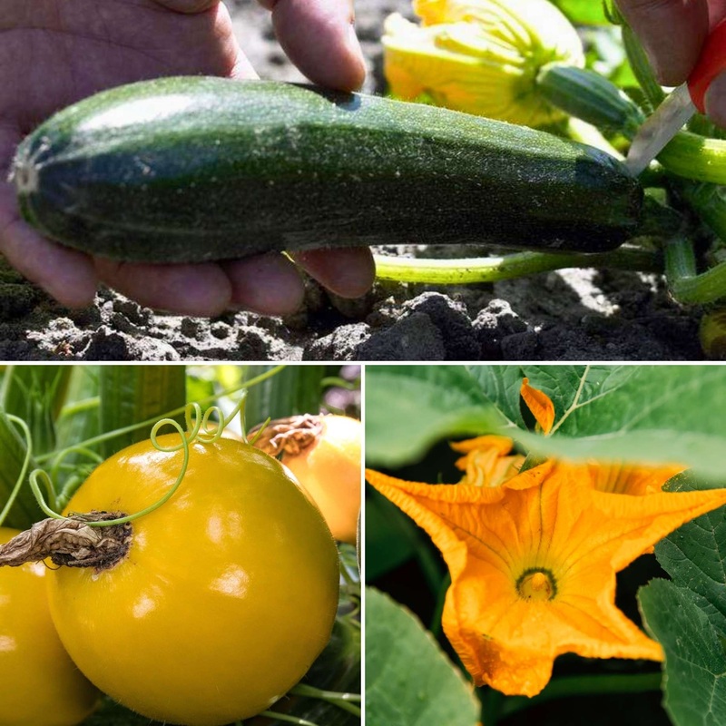 Gourmet Courgette Collection 2 Premium Plants in 8.5cm Pots
