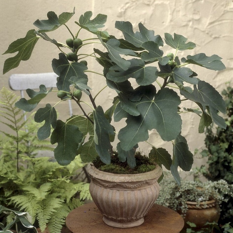 ‘Goutte d’Or’ Fig Tree