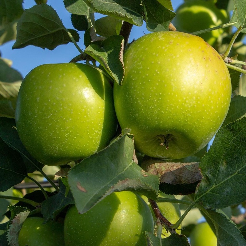 ‘Granny Smith’ Apple Tree 2 Year Old Tree in a 9L Pot