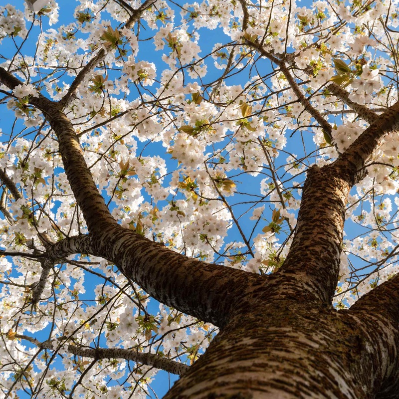 Great White Cherry Blossom Tree | Prunus ‘Tai-Haku’ 2 Year Old Tree in a 9L Pot