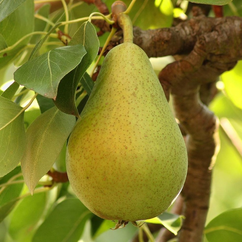 ‘Green Williams’ Pear Tree Cordon Tree in a 9L Pot