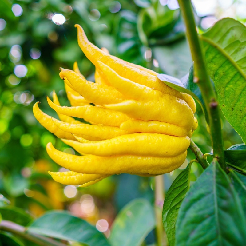 Hand of Buddha Citron Tree | Citrus medica digitata