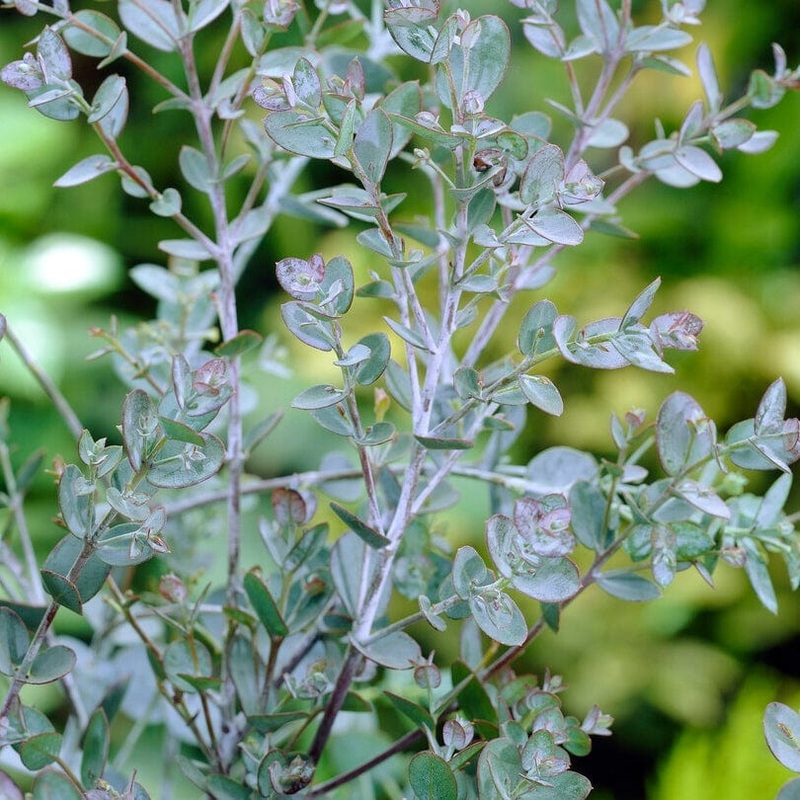 Hardy Eucalyptus Bush | Eucalyptus gunnii Bush in a 3L Pot