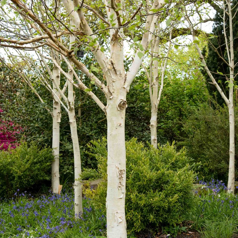 Himalayan Birch Tree | Betula utilis jacquemontii Tree in a 3L Pot