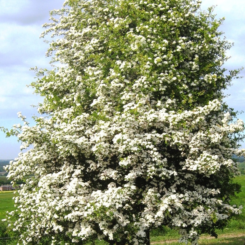 Hybrid Cockspur Hawthorn | Crataegus x lavalleei ‘Carrierei’ 2 Year Old Tree in a 9L Pot