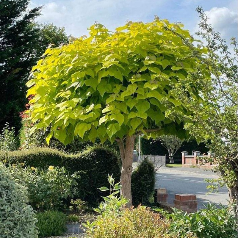 Indian Bean Tree | Catalpa bignonioides ‘Aurea’ Plant in a 2L Pot
