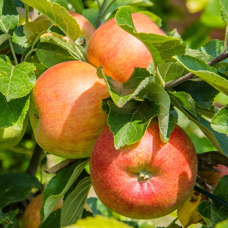 ‘James Grieve’ Apple Tree 2 Year Old Cordon Trained Tree in a 9L Pot